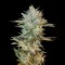 Семена сорта Haze Gom auto fem
