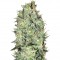 Семена сорта Amnesia Platinum fem