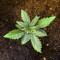 Семена сорта Aurora Green Auto fem (Sumo Seeds)