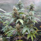 Семена сорта Auto Fresh Candy fem (Pyramid Seeds)