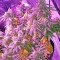 Семена сорта Auto Sweet Soma fem (00 Seeds)