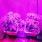 Семена сорта Critical Jack fem (Dinafem Seeds)