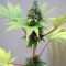Семена сорта Durga Mata fem (Paradise Seeds)
