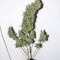 Семена сорта Fruit Autoflowering (Dinafem Seeds)