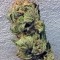 Семена сорта Hindu Kush (Kaya Gold) fem (Nirvana Seeds)