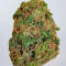 Семена сорта LA Confidential Autoflower fem (Семяныч)