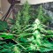 Семена сорта Mataro Blue Max Auto fem
