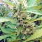 Семена сорта Moby Dick #2 fem (Dinafem Seeds)