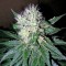 Семена сорта Smile Max Auto fem