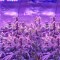 Семена сорта Spinning Buzz Kick Auto fem (Dr. Krippling Seeds)