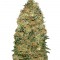 Семена сорта White Widow fem (00 Seeds)
