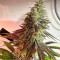 Семена сорта HighCloudZ fem (Green House Seeds)