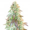 Семена сорта Auto Blueberry Banana fem (Anesia Seeds)