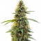 Семена сорта Aurora Green Auto fem (Sumo Seeds)