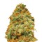 Семена сорта Indian Kush fem (VIP seeds)