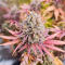 Семена сорта Zkittlez × Gorilla Glue fem (7CH Seeds & Cali Buds Seeds)
