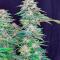 Семена сорта Chemdog Auto fem (Семяныч)