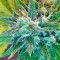 Семена сорта Kannabia Special Max Auto fem
