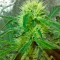 Семена сорта Karibeña (Karibbean Mango) fem