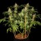 Семена сорта Sweet Black Angel fem (Samsara Seeds)