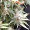 Семена сорта Thin Mint x Sour Pinot Auto
