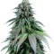 Семена Purple Moby Dick fem соцветия