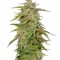 Семена сорта Purple Trainwreck fem