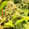 Семена сорта #9 Pound Hammer Fast fem (High Speed ​​Buds)