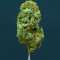 Семена сорта Amnesia Ganja Haze fem (Sumo Seeds)