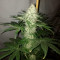 Семена сорта Big Tooth fem (Strain Hunters)