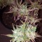 Семена сорта Blueberry Bliss Auto Fem (Vision Seeds)