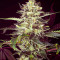 Семена сорта Brain Stroke Auto fem (High Speed ​​Buds)