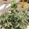 Семена сорта Chocodope fem (Victory Seeds)