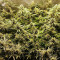 Семена сорта Critical Impact fem (Vision Seeds)
