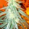 Семена сорта Damnesia Autoflowering fem (Strain Hunters)