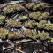 Семена сорта Gorilla Blue fem (Advanced Seeds)