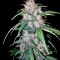 Семена сорта Cheese Berry fem