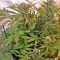 Семена сорта Motavation fem (Serious Seeds)