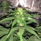 Семена сорта Sweet Deep Grapefruit fem
