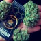 Семена сорта White Cheese Auto fem (Sumo Seeds)