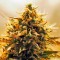 Семена сорта Jack 47 Auto fem (Sweet Seeds)