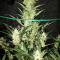 Семена сорта Strawberry Cake fem (Heavyweight Seeds)