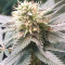 Семена сорта Canadian Kush 2.0 fem