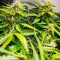Семена сорта Auto Fire DOG fem (Advanced Seeds)