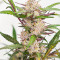 Семена сорта Auto Mimosa Punch fem (Dutch Passion)