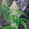 Семена каннабиса Blue Kush