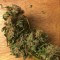 Семена сорта Blue Power fem (Vision Seeds)