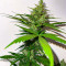Семена сорта Brain Stroke Auto fem (High Speed ​​Buds)