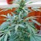 Семена сорта Karibeña (Karibbean Mango) fem