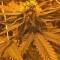 Семена сорта Raspberry Cough reg (Nirvana Seeds)